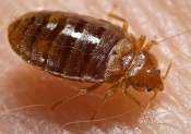 get rid of bed bugs