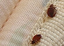 getting rid of bed bug